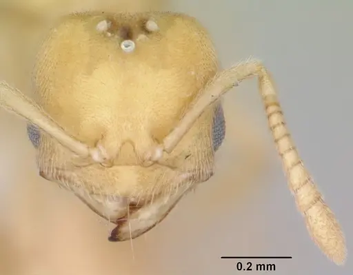 Acropyga epedana specimen CASENT0006063 image casent0006063_2