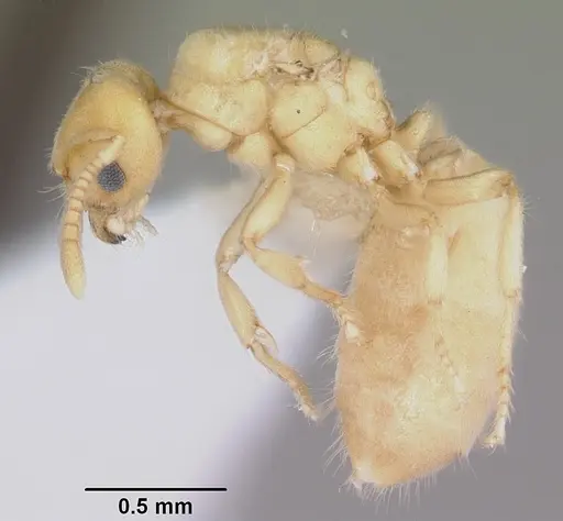 Acropyga epedana specimen CASENT0006063 image casent0006063_3