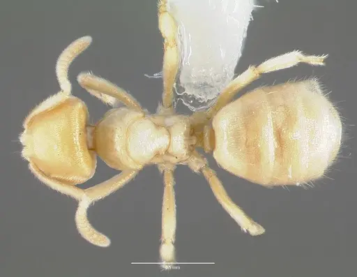 Acropyga epedana specimen CASENT0006064 image casent0006064_1