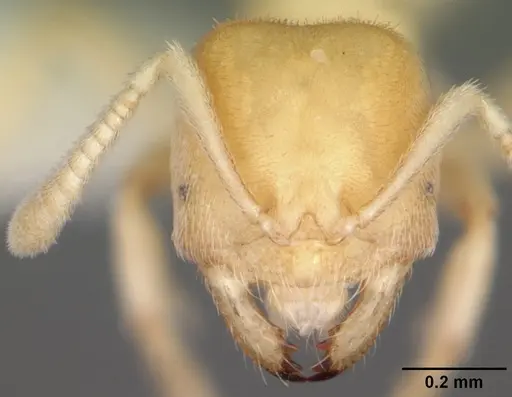 Acropyga epedana specimen CASENT0006064 image casent0006064_2