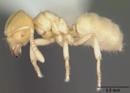 Acropyga epedana specimen CASENT0006064 image casent0006064_3