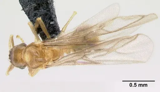 Acropyga epedana specimen CASENT0188857 image casent0188857_1