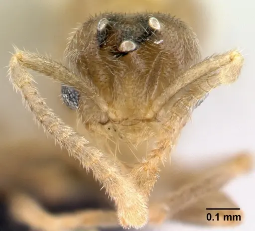 Acropyga epedana specimen CASENT0188857 image casent0188857_2