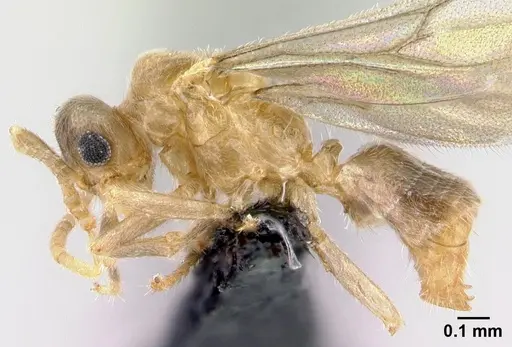 Acropyga epedana specimen CASENT0188857 image casent0188857_3