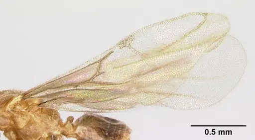 Acropyga epedana specimen CASENT0188857 image casent0188857_4