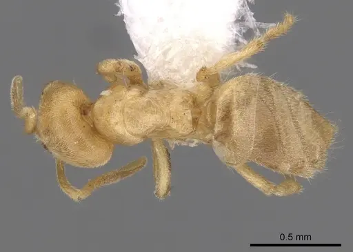 Acropyga epedana specimen CASENT0249917 image casent0249917_1