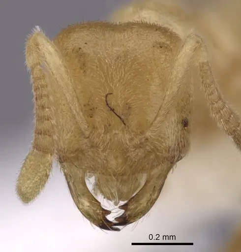Acropyga epedana specimen CASENT0249917 image casent0249917_2