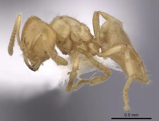 Acropyga epedana specimen CASENT0249917 image casent0249917_3