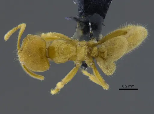 Acropyga epedana specimen CBUMAGENT41895 image cbumagent41895_1
