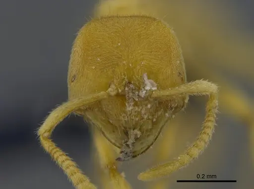 Acropyga epedana specimen CBUMAGENT41895 image cbumagent41895_2
