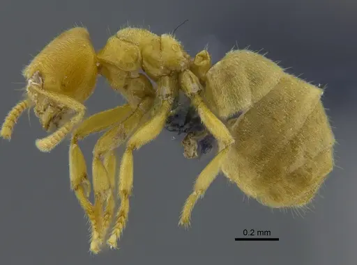 Acropyga epedana specimen CBUMAGENT41895 image cbumagent41895_3