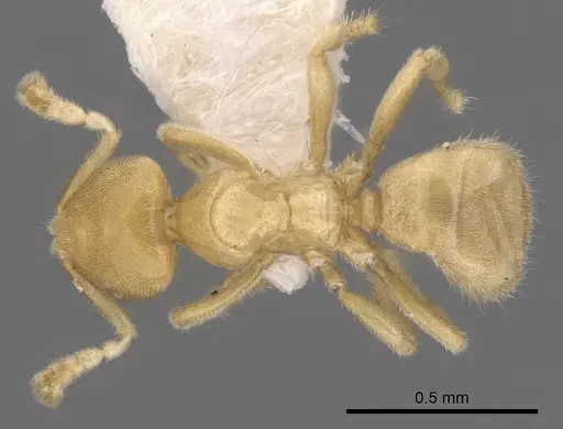 Acropyga exsanguis specimen CASENT0249918 image casent0249918_1