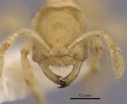 Acropyga exsanguis specimen CASENT0249918 image casent0249918_2