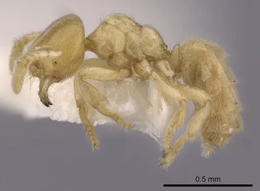 Acropyga exsanguis specimen CASENT0249918 image casent0249918_3