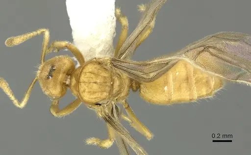Acropyga exsanguis specimen CASENT0609912 image casent0609912_1