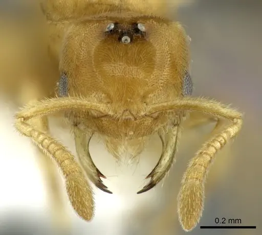 Acropyga exsanguis specimen CASENT0609912 image casent0609912_2
