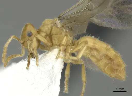 Acropyga exsanguis specimen CASENT0609912 image casent0609912_3