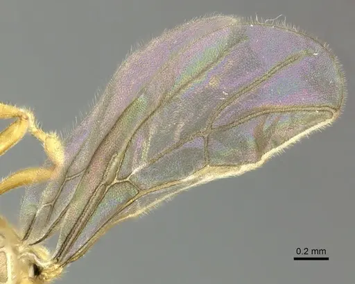 Acropyga exsanguis specimen CASENT0609912 image casent0609912_4