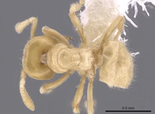 Acropyga exsanguis specimen CASENT0646732 image casent0646732_1