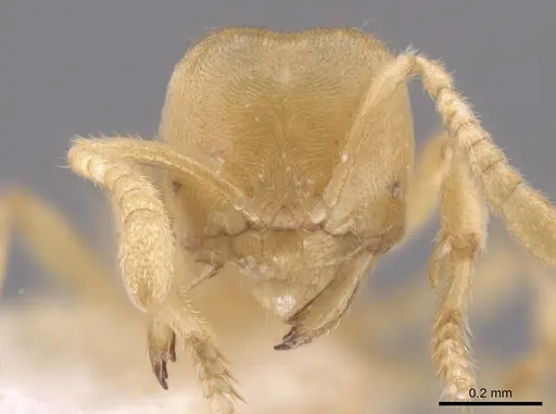 Acropyga exsanguis specimen CASENT0646732 image casent0646732_2