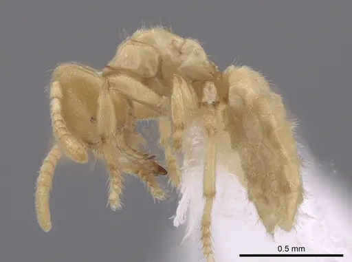 Acropyga exsanguis specimen CASENT0646732 image casent0646732_3