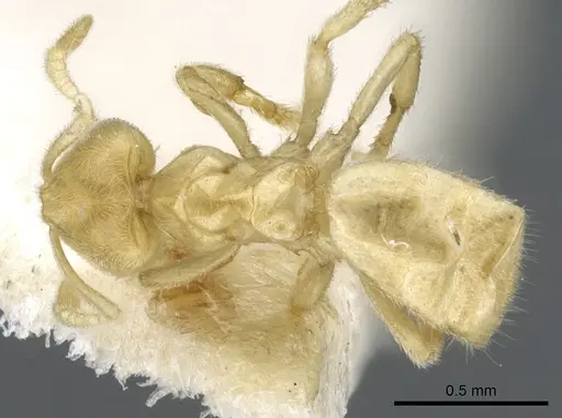 Acropyga exsanguis specimen CASENT0903182 image casent0903182_1