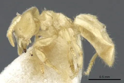Acropyga exsanguis specimen CASENT0903182 image casent0903182_3