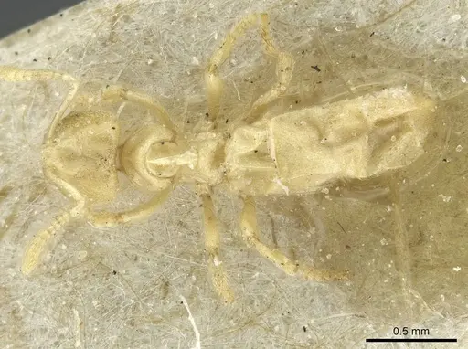 Acropyga exsanguis specimen CASENT0912354 image casent0912354_1