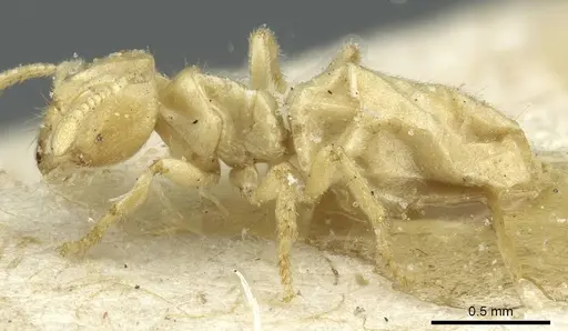 Acropyga exsanguis specimen CASENT0912354 image casent0912354_3