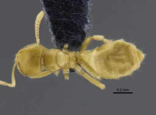 Acropyga exsanguis specimen CBUMAGENT41827 image cbumagent41827_1