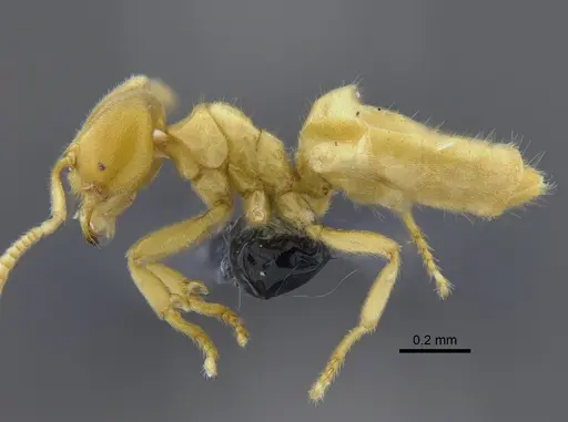 Acropyga exsanguis specimen CBUMAGENT41827 image cbumagent41827_3
