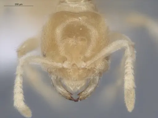 Acropyga exsanguis specimen ECOFOG-MI15-0253-19 image ecofog-mi15-0253-19_2