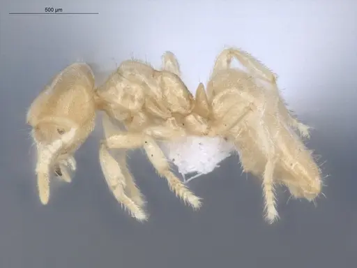Acropyga exsanguis specimen ECOFOG-MI15-0253-19 image ecofog-mi15-0253-19_3