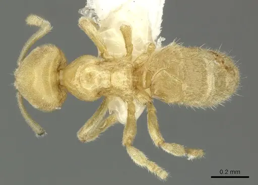 Acropyga exsanguis specimen INBIOCRI001253903 image inbiocri001253903_1