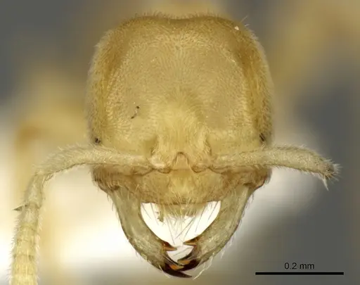 Acropyga exsanguis specimen INBIOCRI001253903 image inbiocri001253903_2