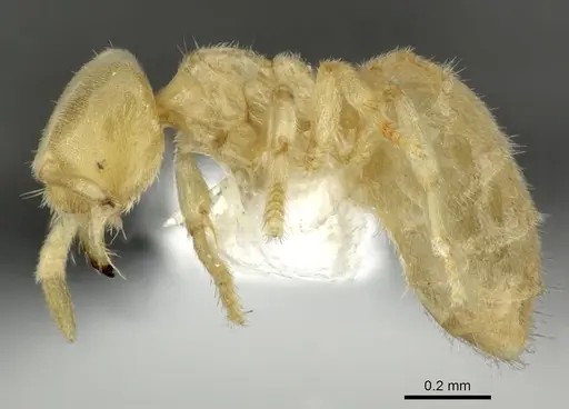 Acropyga exsanguis specimen INBIOCRI001253903 image inbiocri001253903_3