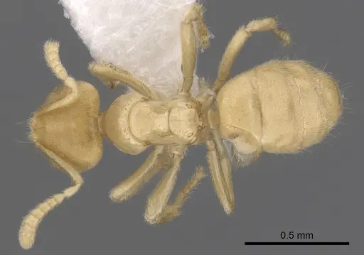 Acropyga fuhrmanni specimen CASENT0249919 image casent0249919_1