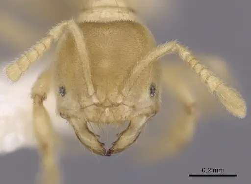 Acropyga fuhrmanni specimen CASENT0249919 image casent0249919_2