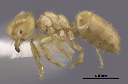 Acropyga fuhrmanni specimen CASENT0249919 image casent0249919_3