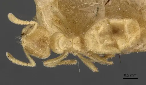 Acropyga fuhrmanni specimen CASENT0909901 image casent0909901_1