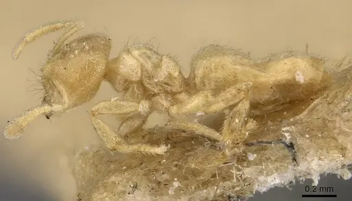 Acropyga fuhrmanni specimen CASENT0909901 image casent0909901_3