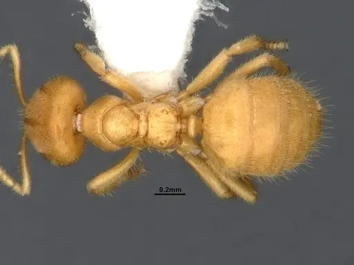 Acropyga fuhrmanni specimen CASENT4031890 image casent4031890_1