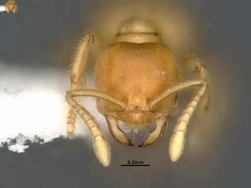 Acropyga fuhrmanni specimen CASENT4031890 image casent4031890_2
