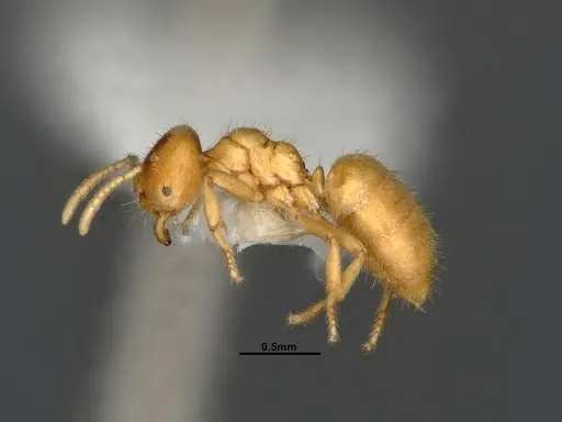 Acropyga fuhrmanni specimen CASENT4031890 image casent4031890_3