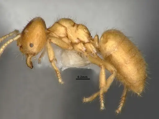 Acropyga fuhrmanni specimen CASENT4031890 image casent4031890_4