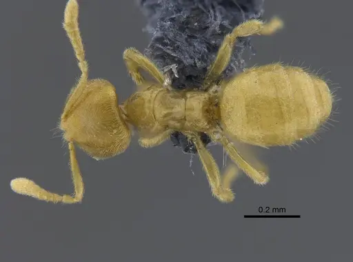 Acropyga fuhrmanni specimen CBUMAGENT41825 image cbumagent41825_1