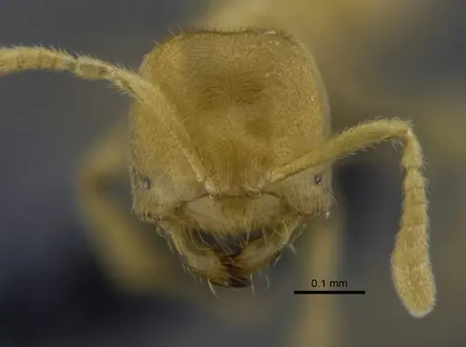 Acropyga fuhrmanni specimen CBUMAGENT41825 image cbumagent41825_2