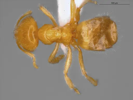 Acropyga fuhrmanni specimen ECOFOG-MI15-0512-04 image ecofog-mi15-0512-04_1