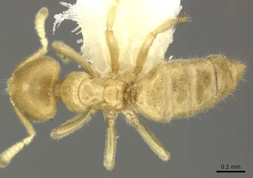 Acropyga fuhrmanni specimen INBIOCRI002728388 image inbiocri002728388_1