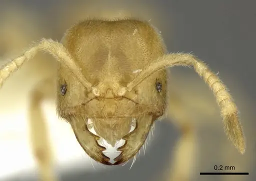 Acropyga fuhrmanni specimen INBIOCRI002728388 image inbiocri002728388_2